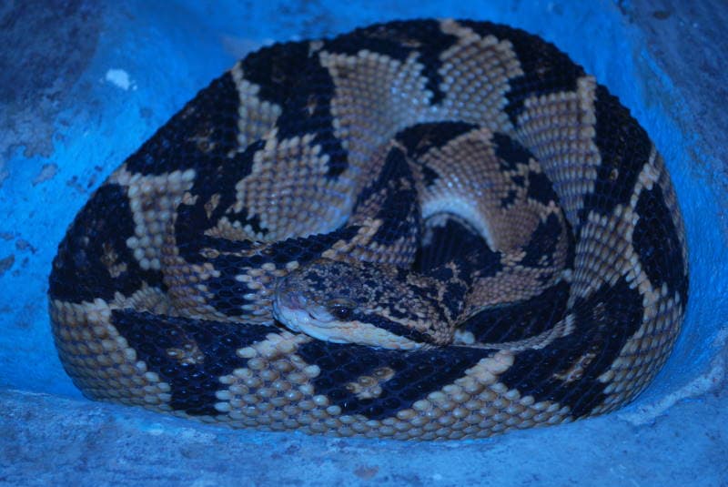 Mapepire Zanana / Bushmaster (Lachesis muta) in Bolivia zoo