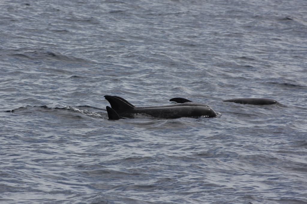 Melon-headed Whale (Peponocephala electra) at sea