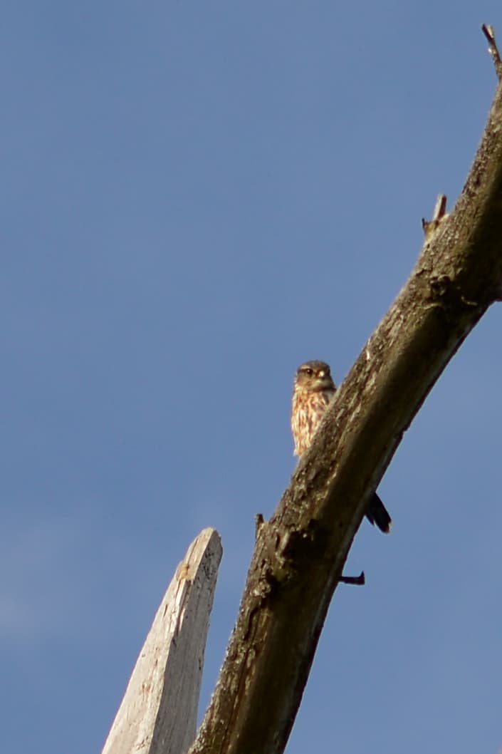 Merlin (Falco columbarius), Algonquin Provincial Park, Ontario, Canada