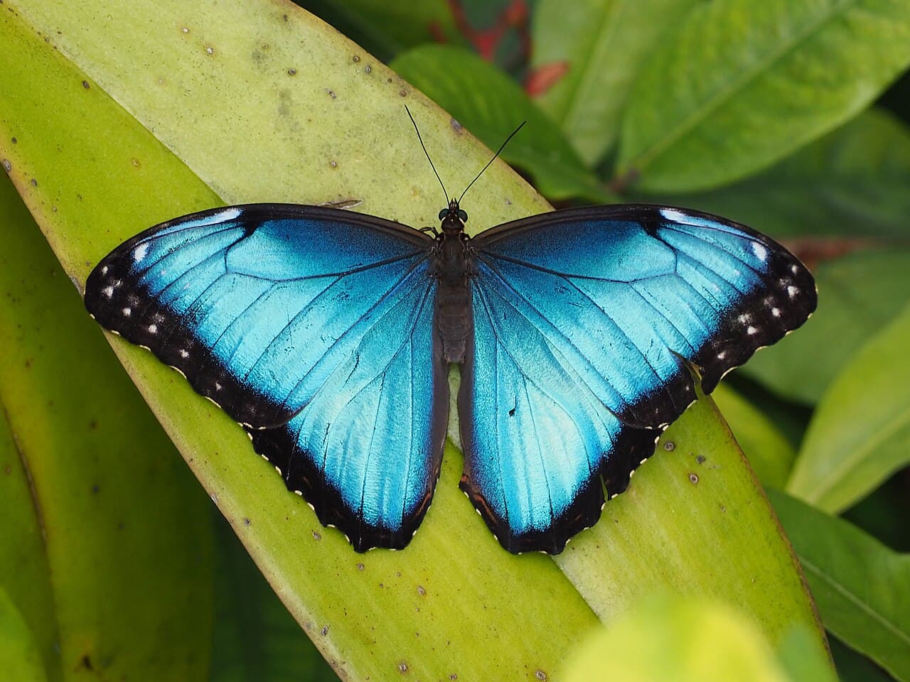 Morpho helenor (common morpho butterfly)