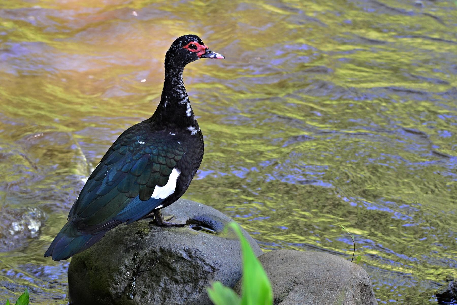 Wild Muscovy Duck (Cairina moschata sylvestris), Armenia, Colombia