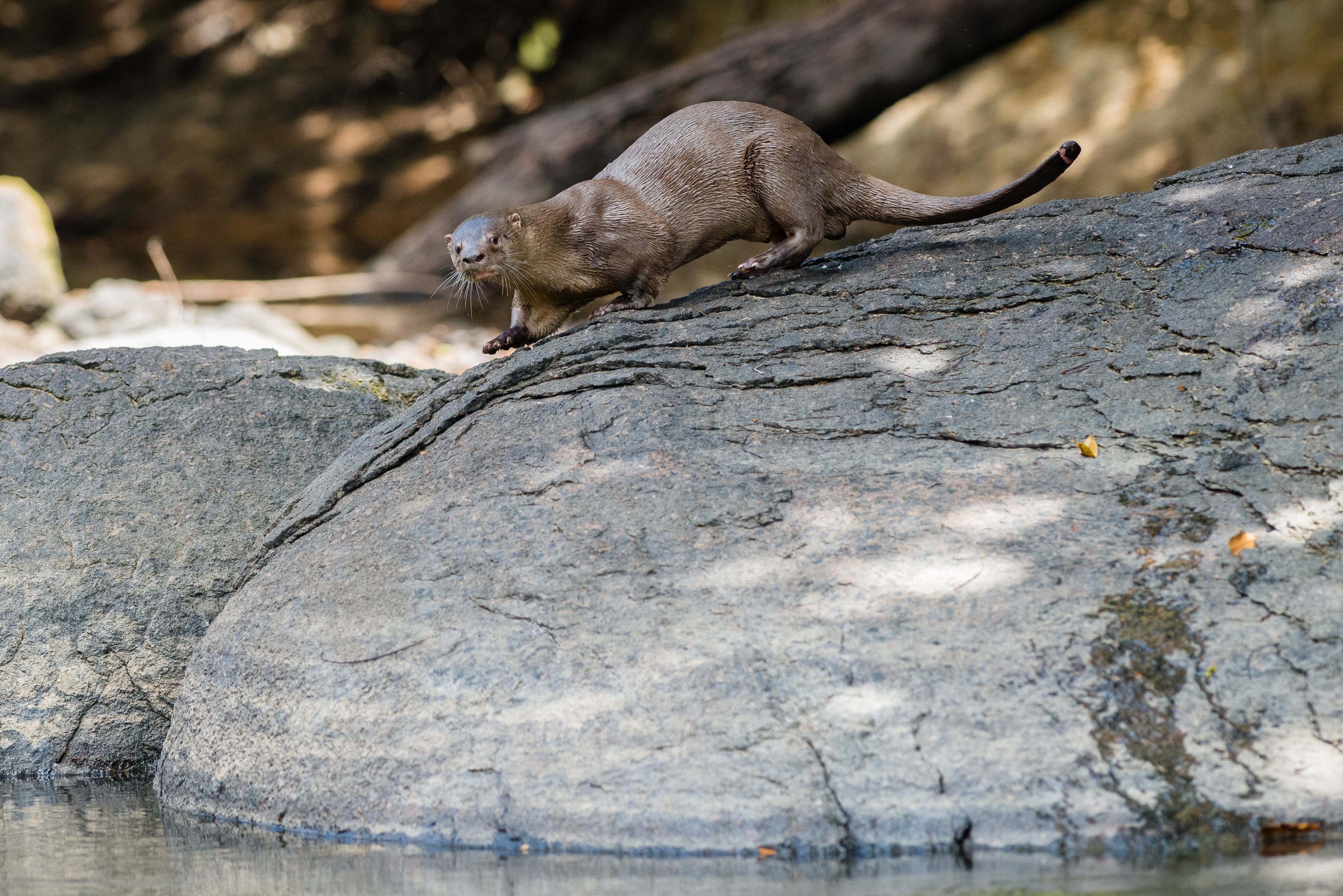 Neotropical River Otter (Lontra longicaudis) portrait