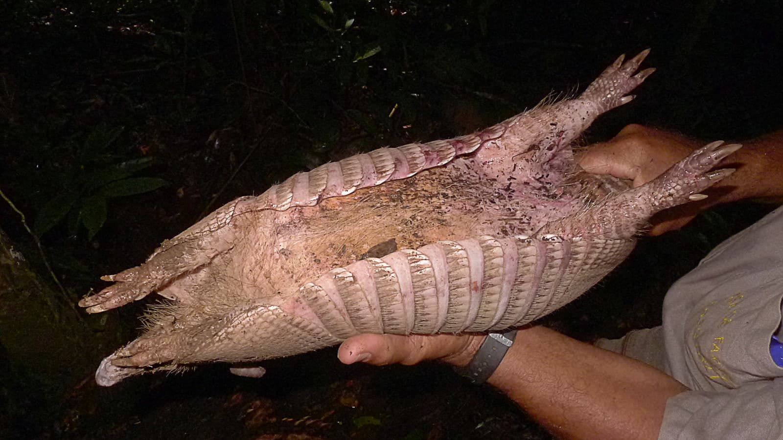 Nine-banded Armadillo (Tatou, Dasypus novemcinctus) in Brazil