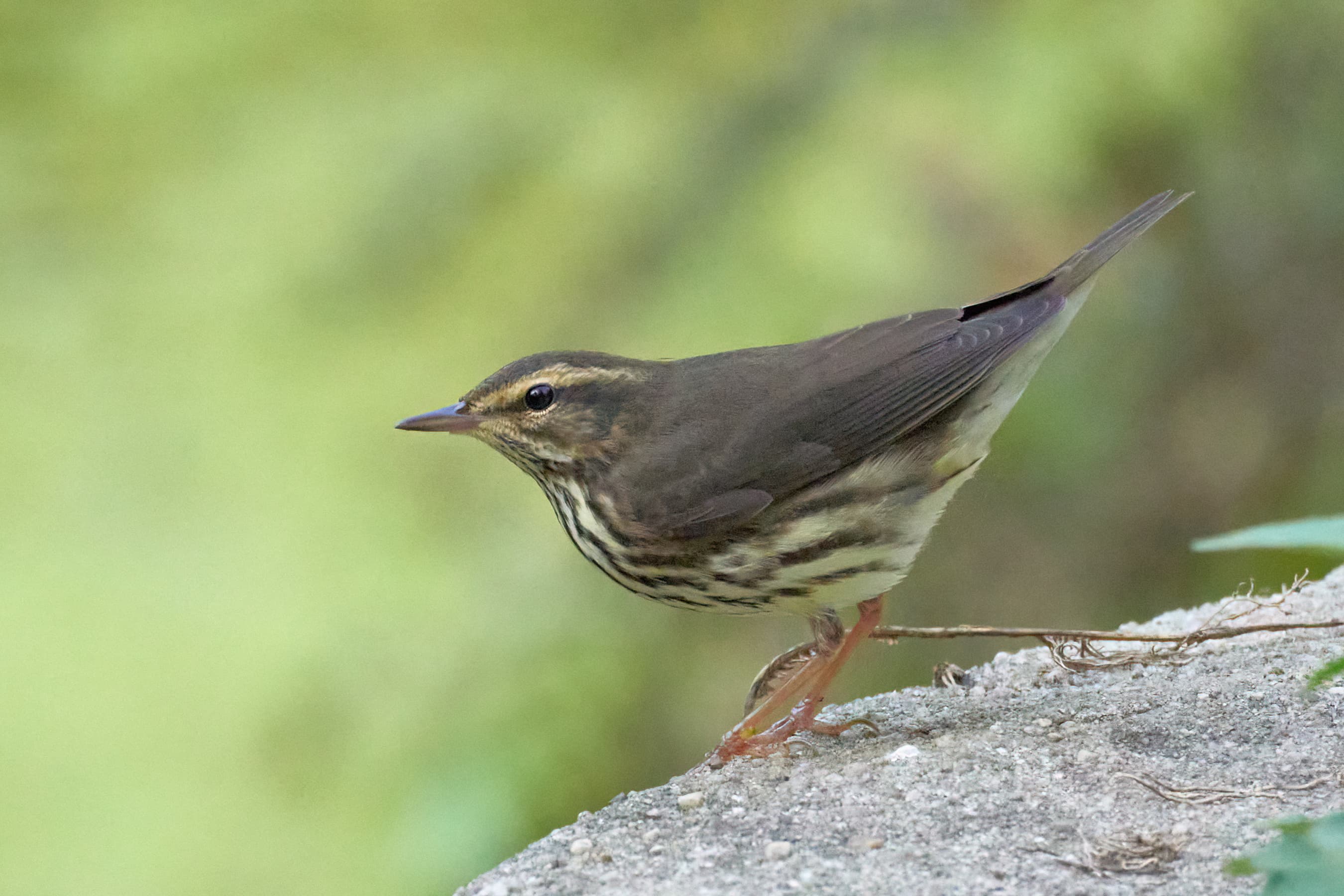 Northern Waterthrush (Parkesia noveboracensis), Prospect Park, Brooklyn, New York