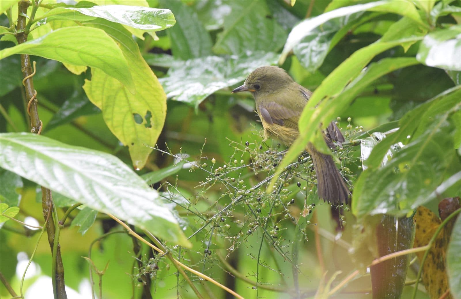 Ochre-bellied Flycatcher (Mionectes oleagineus)