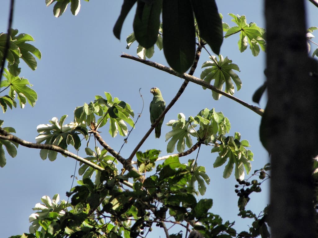 Orange-winged Parrot (Amazona amazonica) in Trinidad