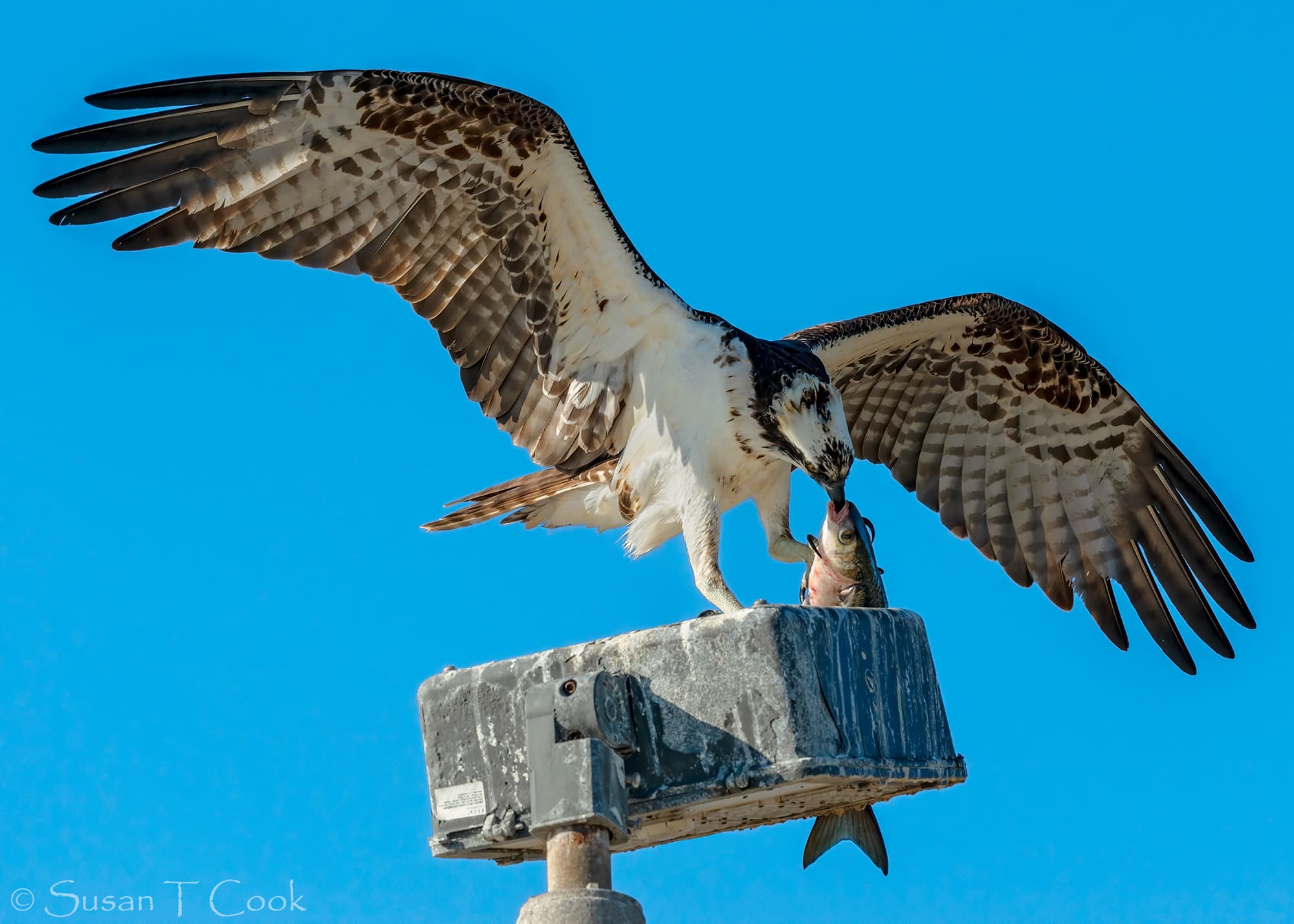 Osprey (Pandion haliaetus) with caught fish in California