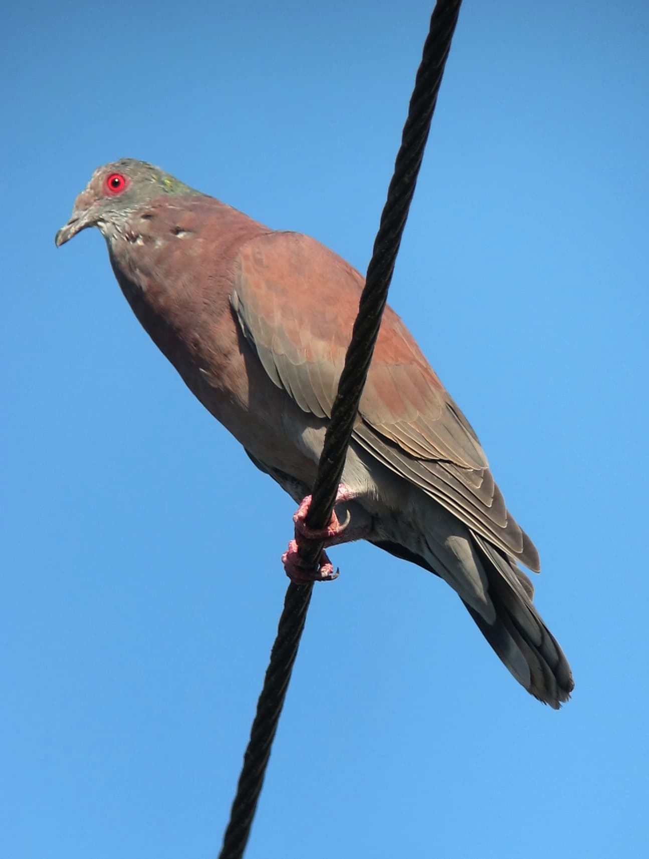 Pale-vented Pigeon (Patagioenas cayennensis), Colombia