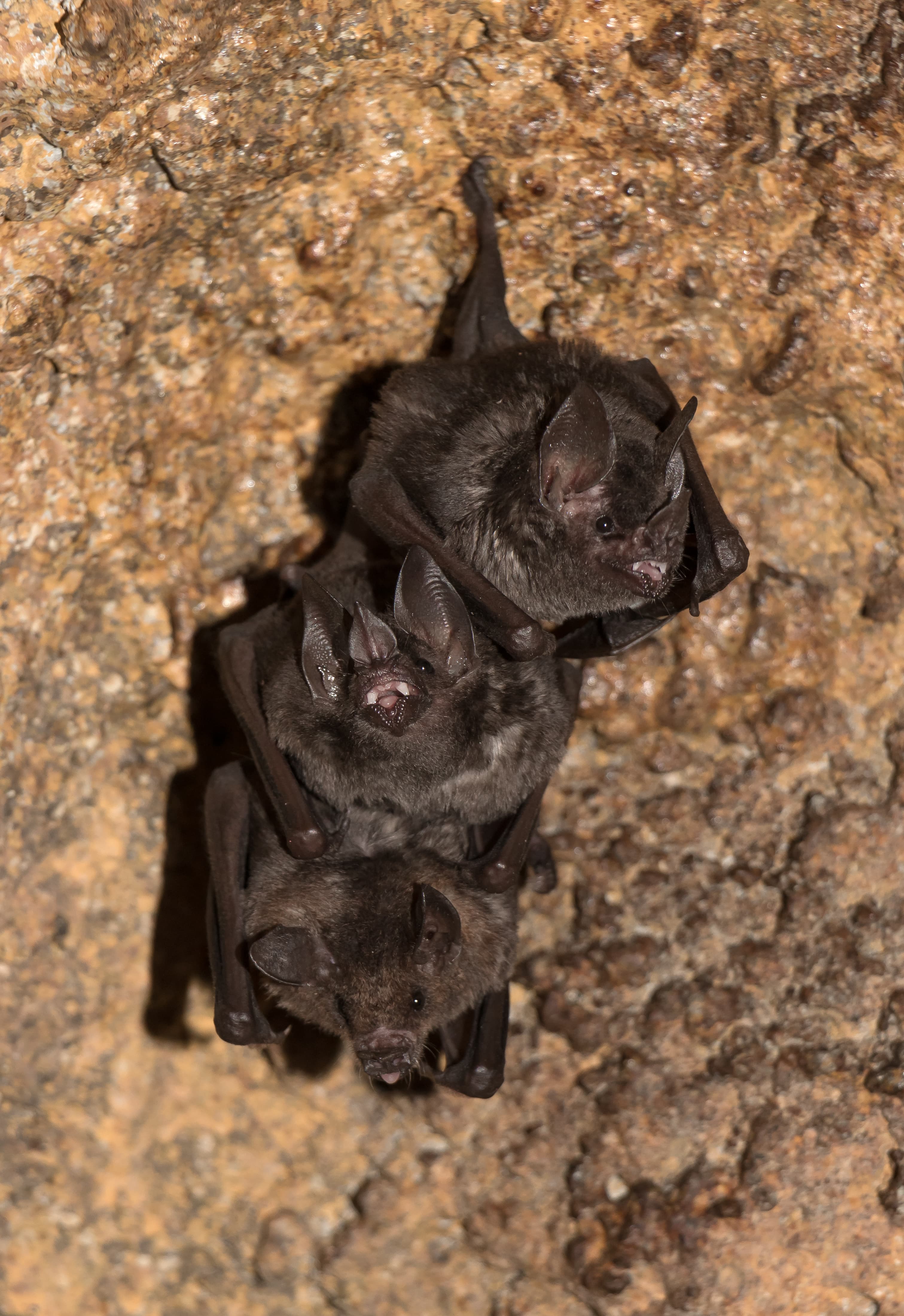 Pallas's Long-tongued Bat (Glossophaga soricina), Karlsruhe Zoo
