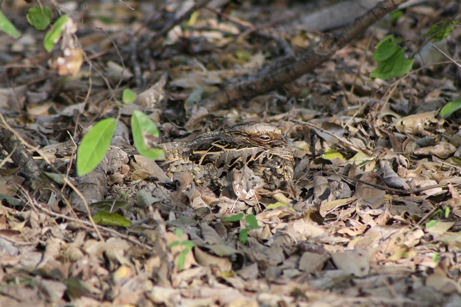 Common Pauraque (Nyctidromus albicollis) resting on the ground, Texas
