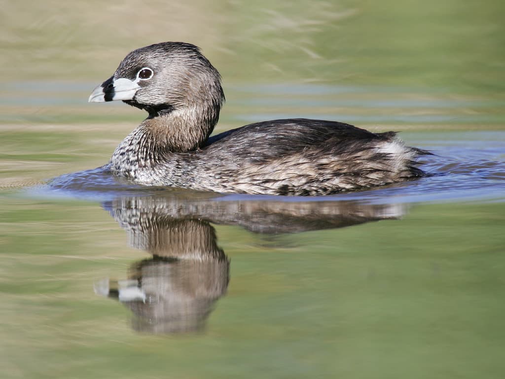 Pied-billed Grebe (Podilymbus podiceps)