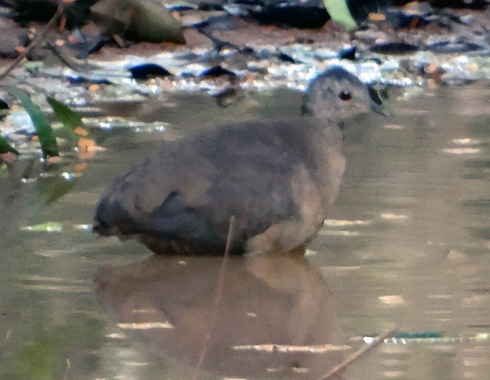 Pileated Tinamou / Little Tinamou (Crypturellus soui) drinking from a pool, Bolivia