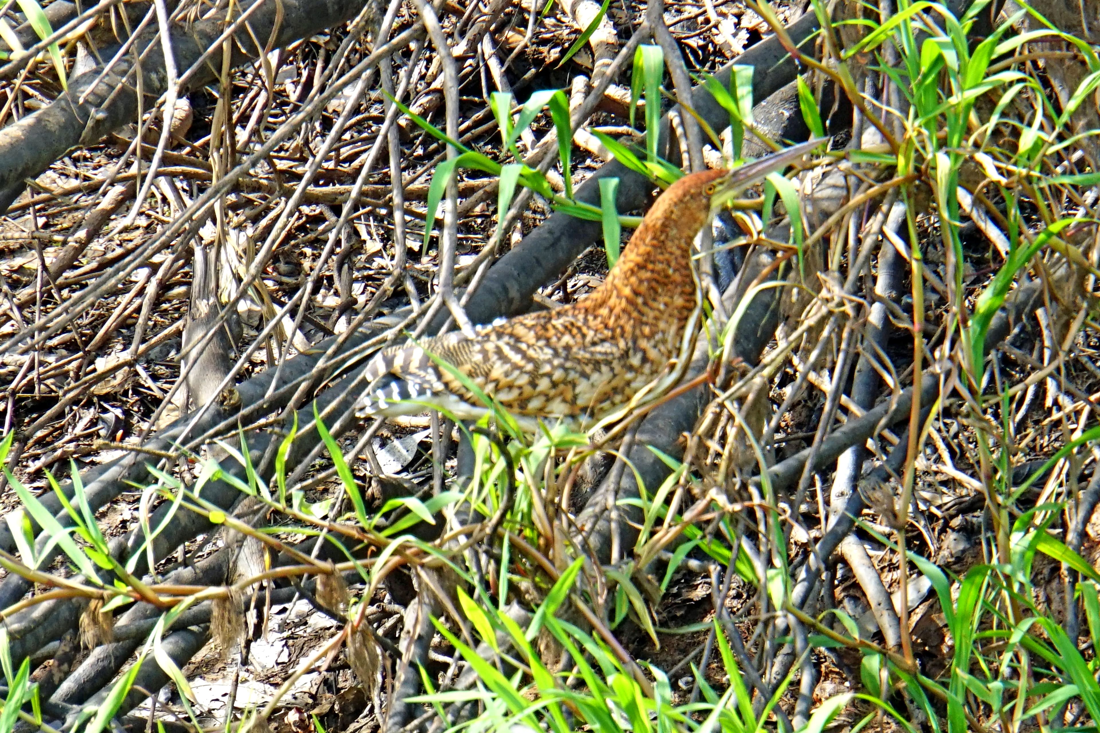 Pinnated Bittern (Botaurus pinnatus), Amazon EcoPark, Brazil