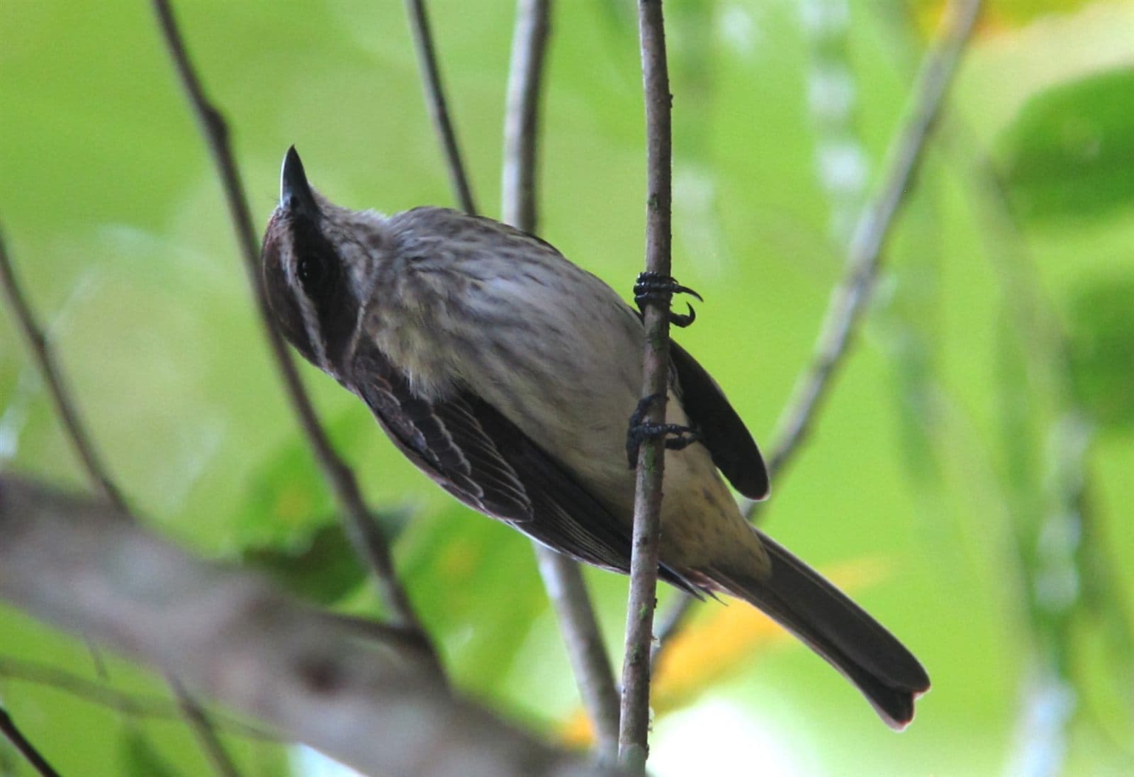 Piratic Flycatcher (Legatus leucophaius), Colombia