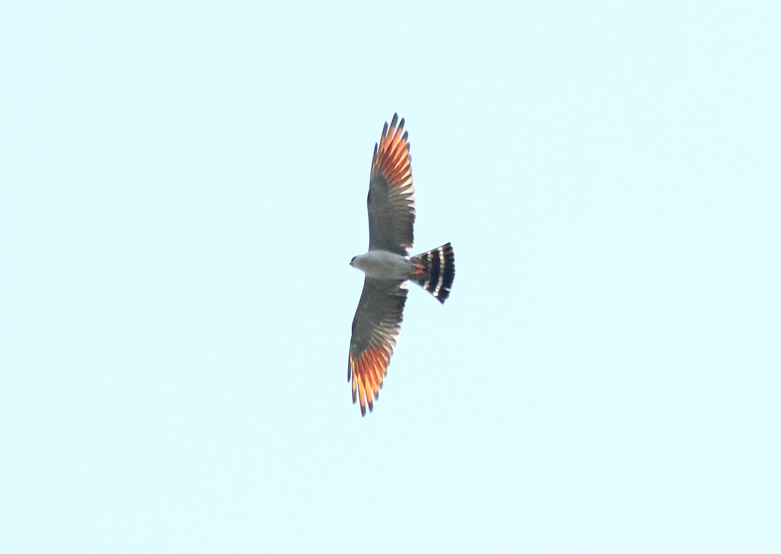 Plumbeous Kite (Ictinia plumbea)