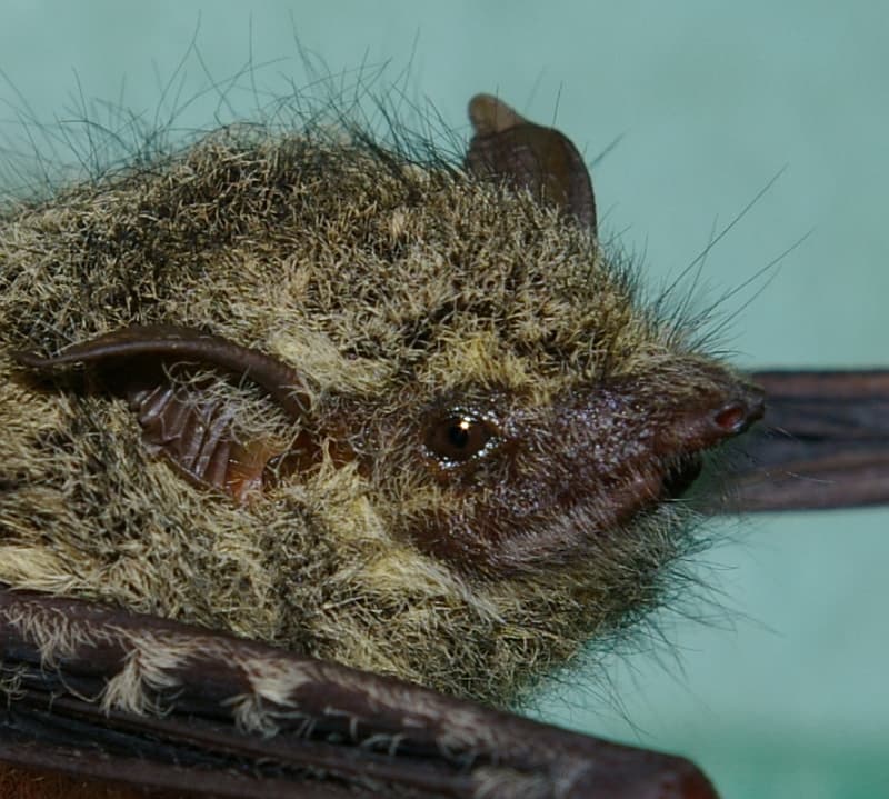 Proboscis Bat (Rhynchonycteris naso) head portrait