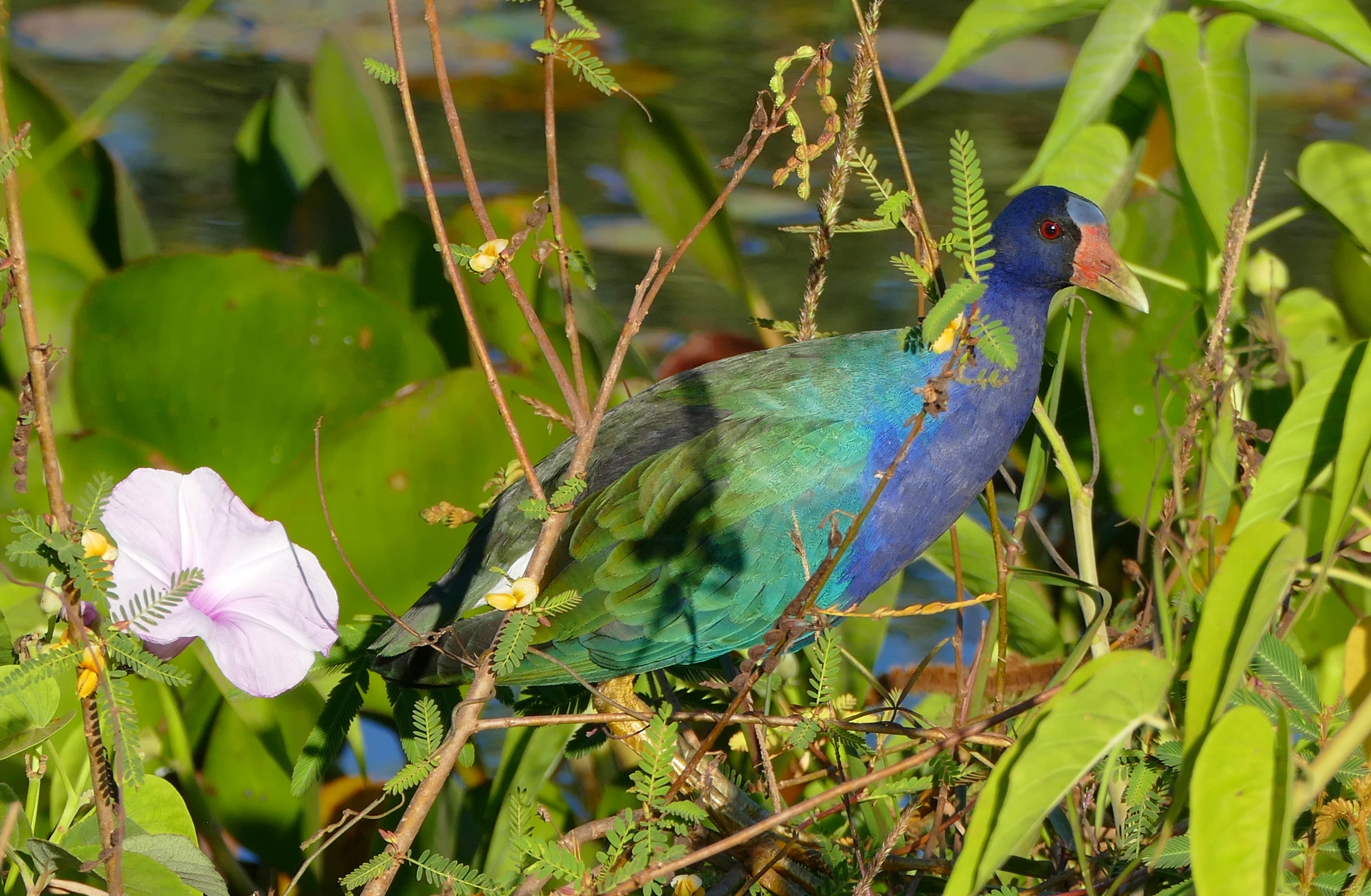 Purple Gallinule (Porphyrio martinicus) portrait