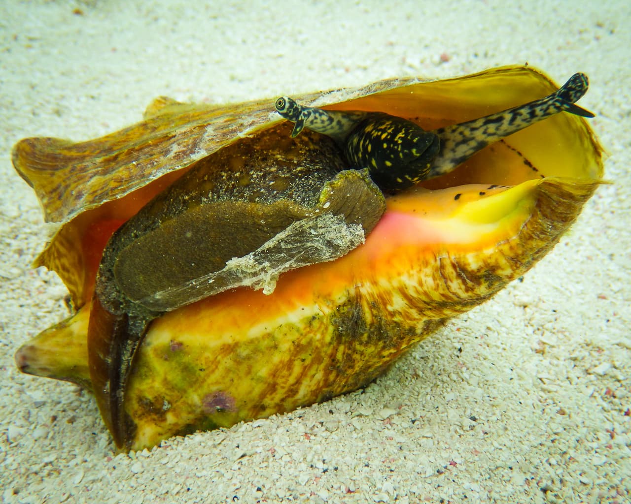 Queen Conch (Lobatus gigas) shell showing flared pink lip