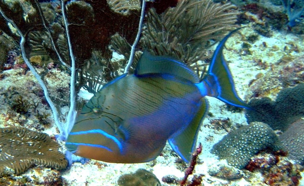 Balistes vetula (queen triggerfish)