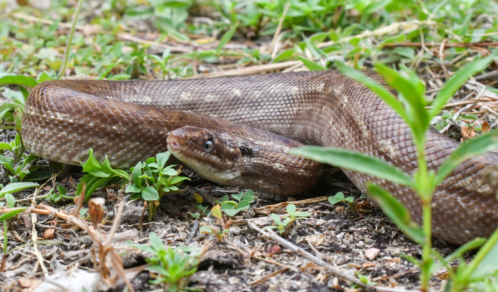 Rainbow Boa (Epicrates maurus) iridescent portrait
