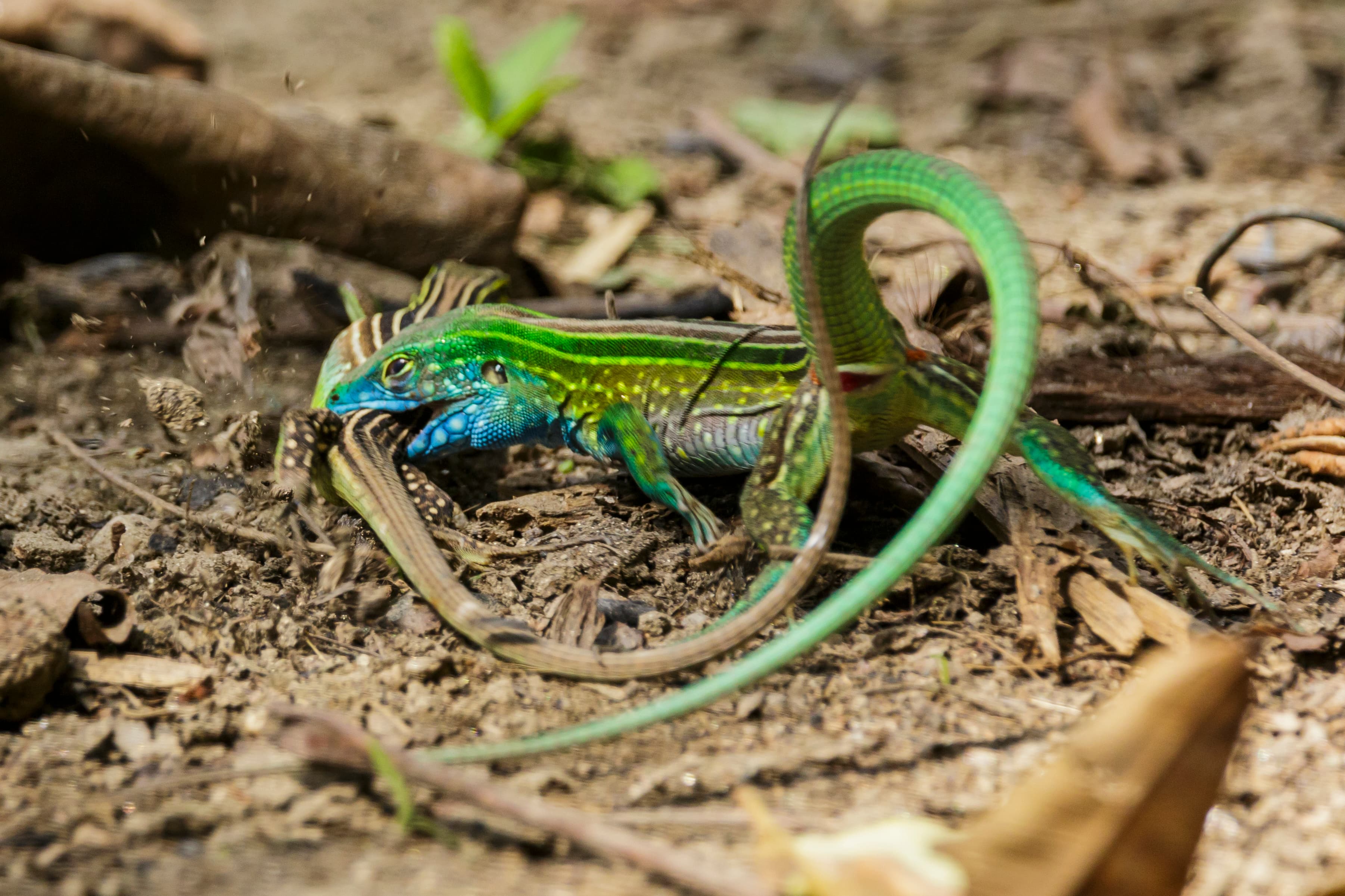 Rainbow Whiptail (Cnemidophorus lemniscatus), male, Tayrona National Park, Colombia