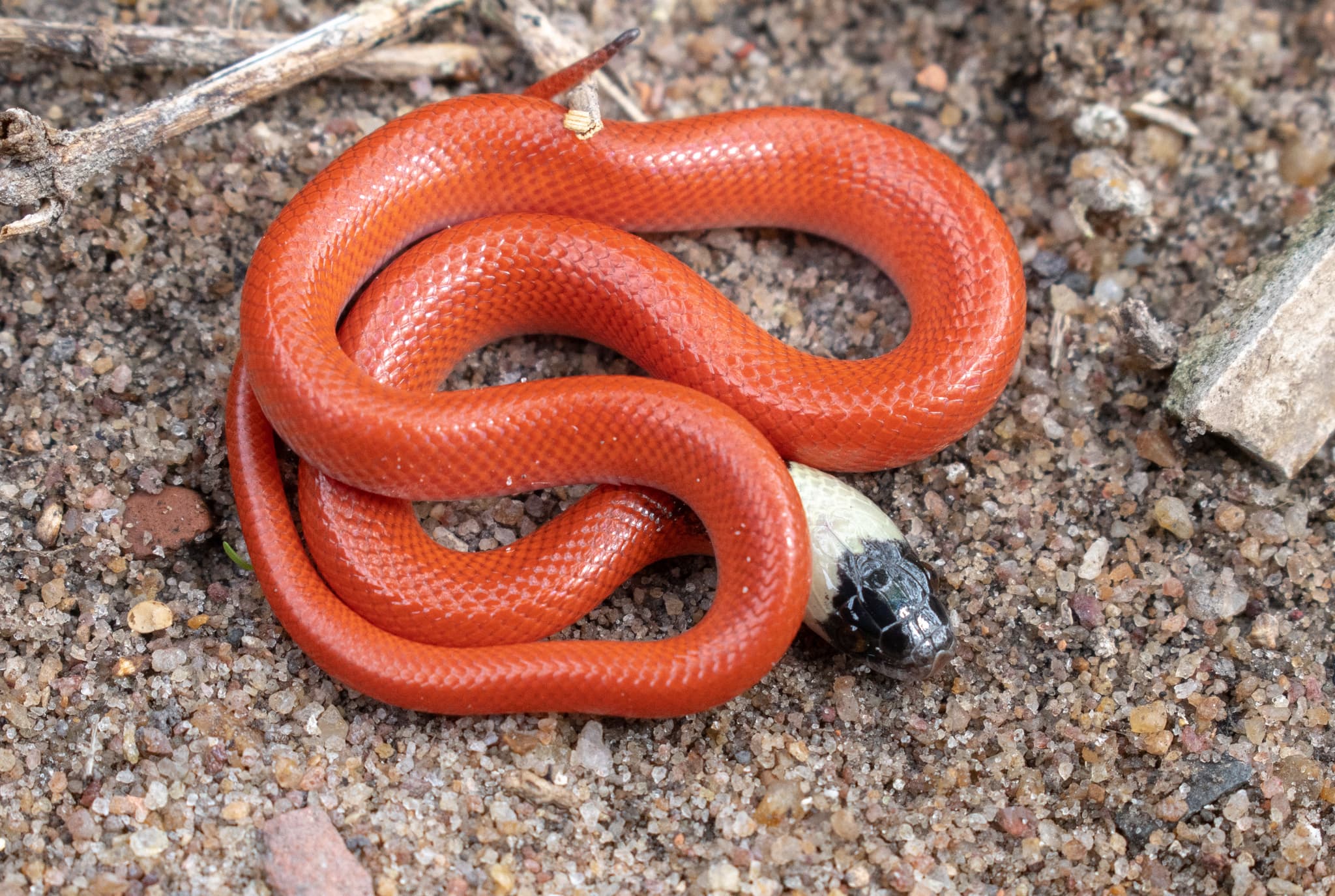 Ratonel (Pseudoboa neuwiedii) portrait