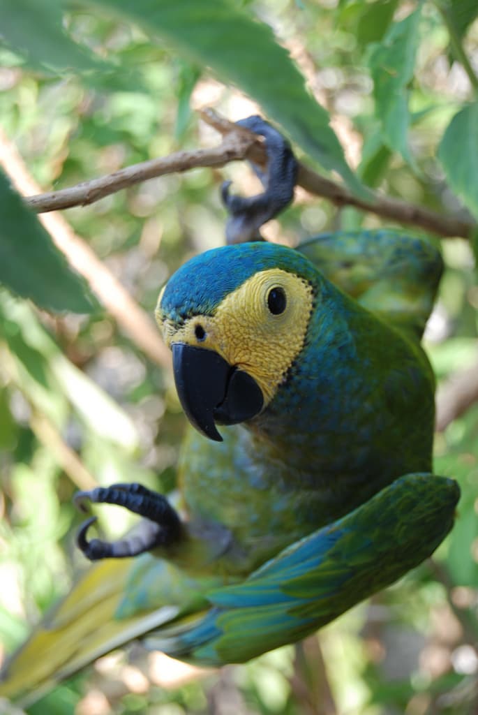 Red-bellied Macaw (Orthopsittaca manilatus) perched