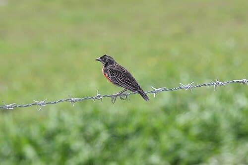 Red-breasted Blackbird (Sturnella militaris), male