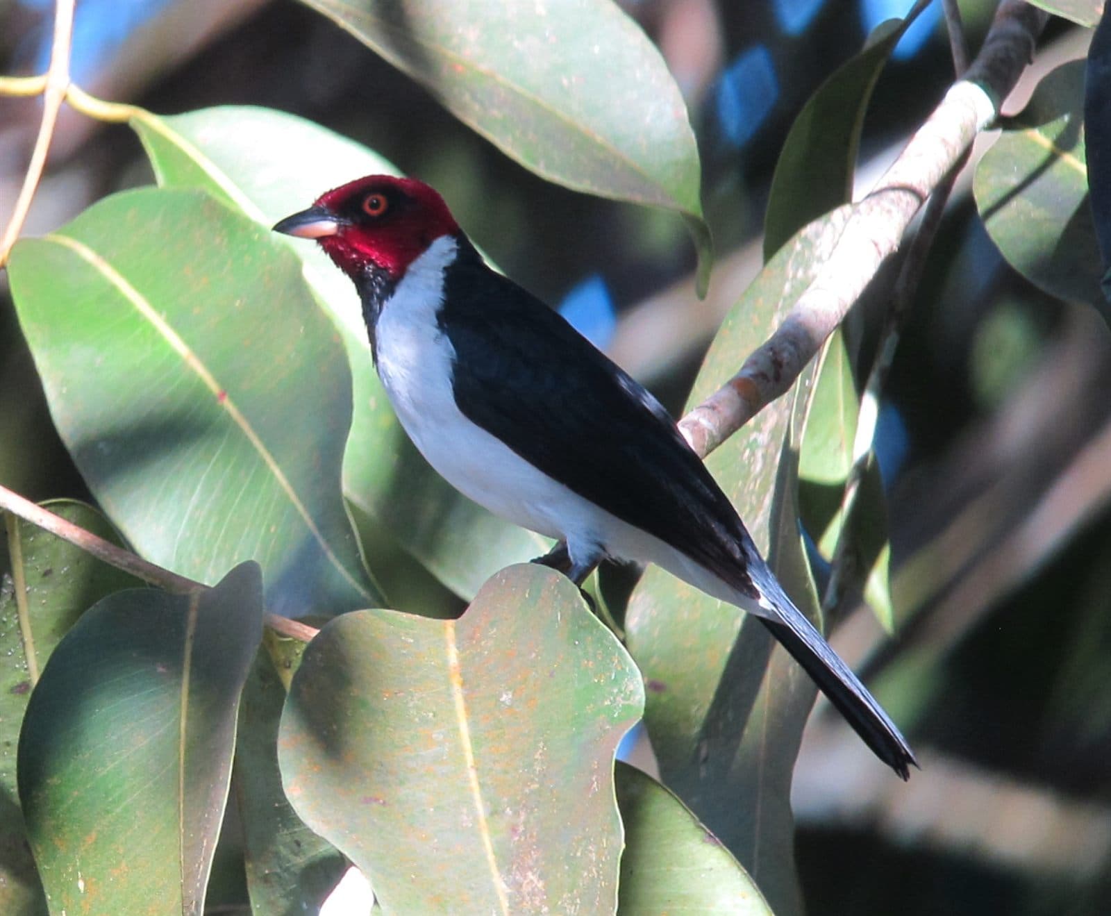 Red-capped Cardinal (Paroaria gularis), Leticia, Colombia