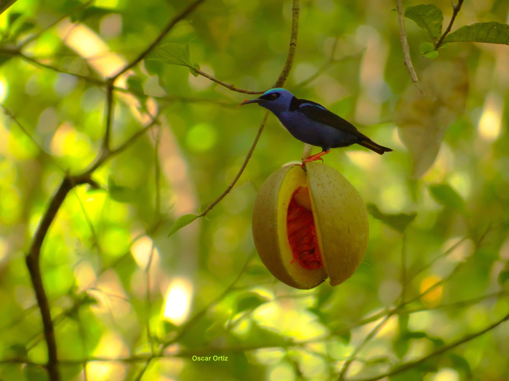 Red-legged Honeycreeper (Cyanerpes cyaneus), male