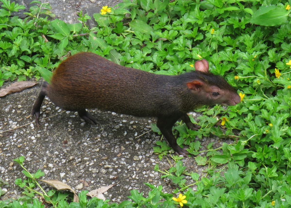 Red-rumped Agouti (Dasyprocta leporina) in Trinidad and Tobago