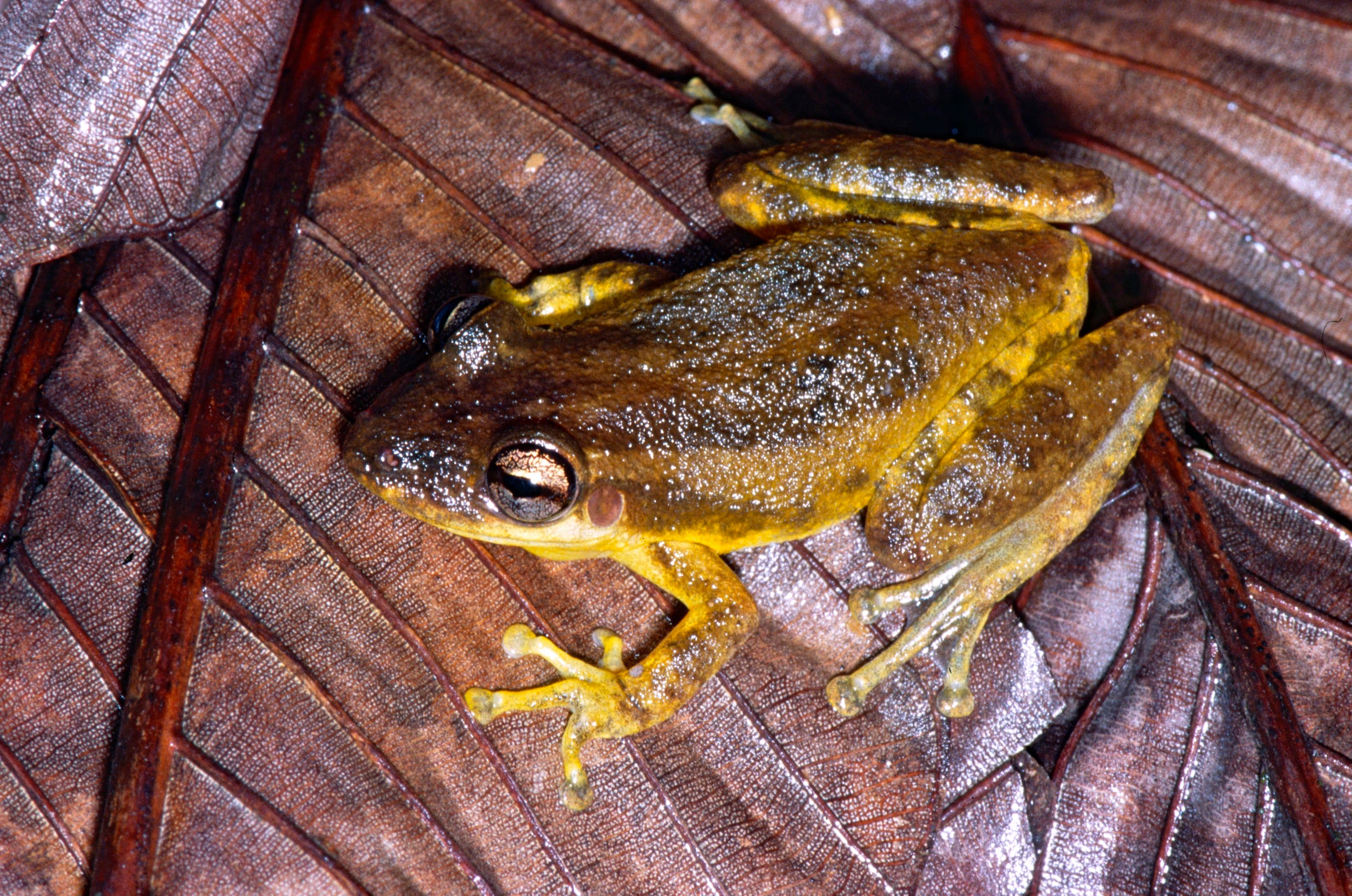 Red-snouted Treefrog (Scinax ruber), French Guiana
