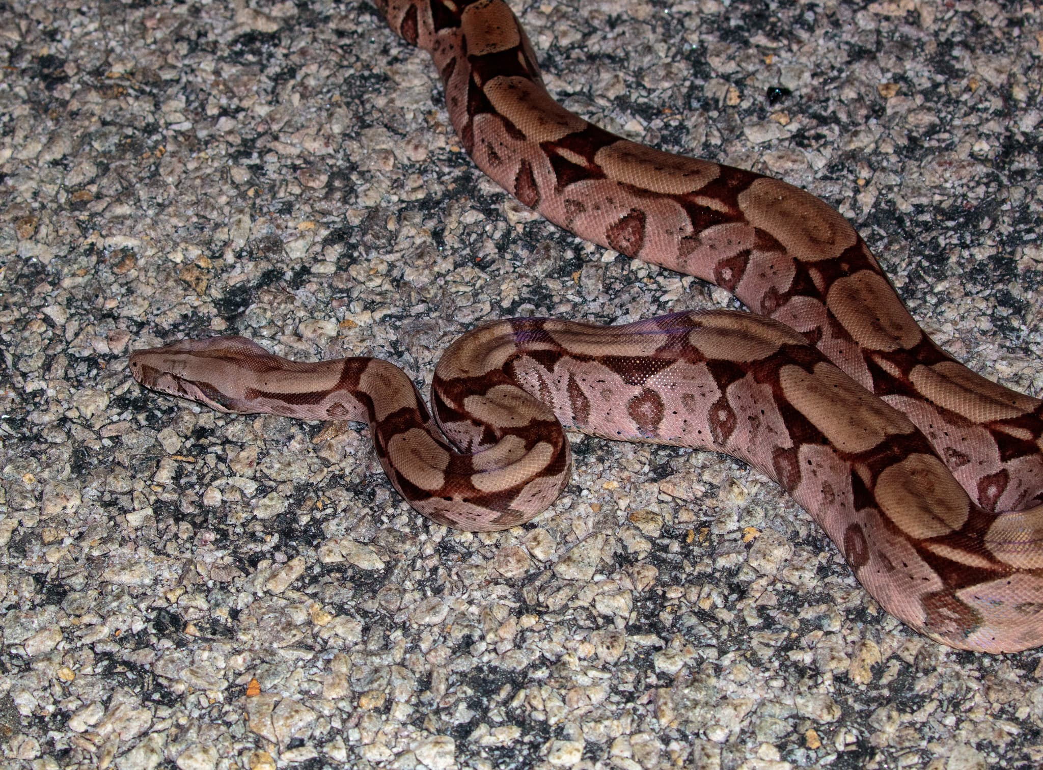 Macajuel / Boa Constrictor (Boa constrictor constrictor) in Brazil