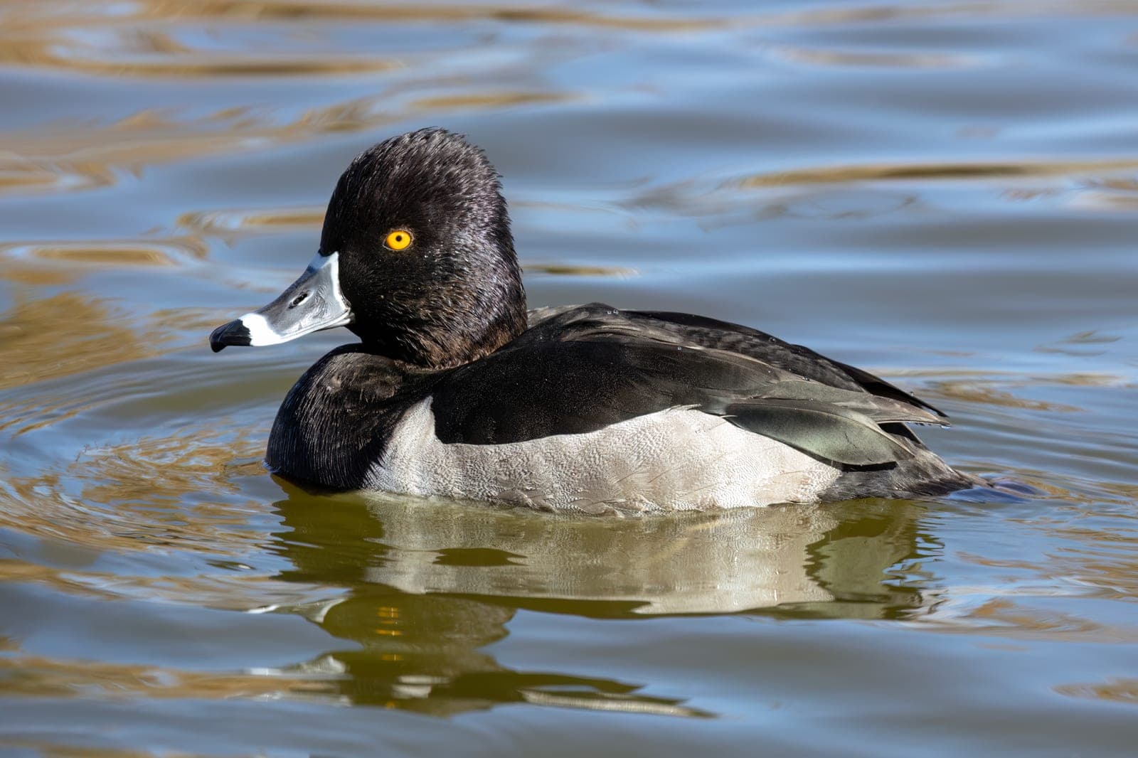 Male Ring-necked Duck showing its peaked black head and pale ring near the bill tip