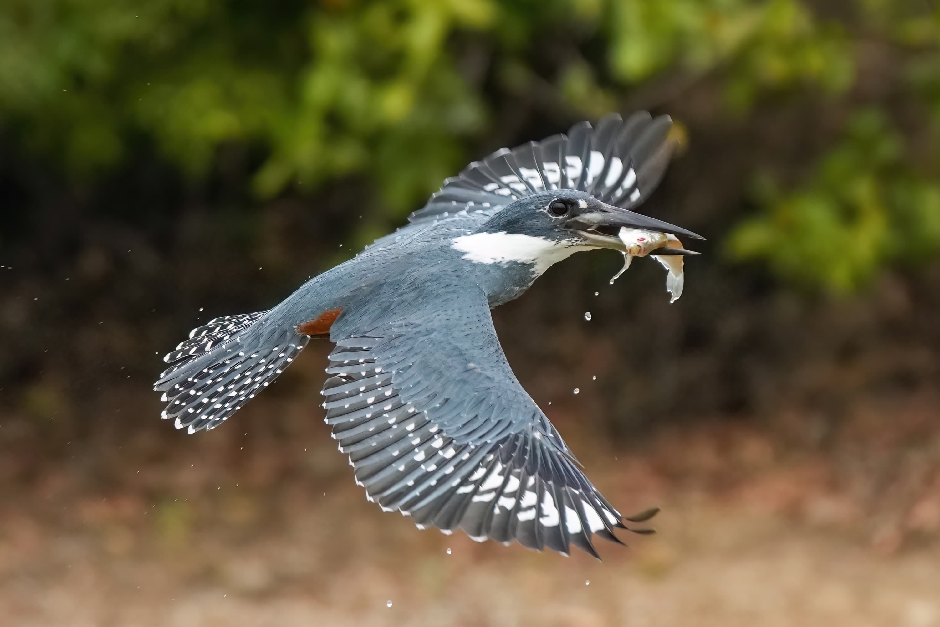 Ringed Kingfisher (Megaceryle torquata) in flight with fish, Pantanal, Brazil