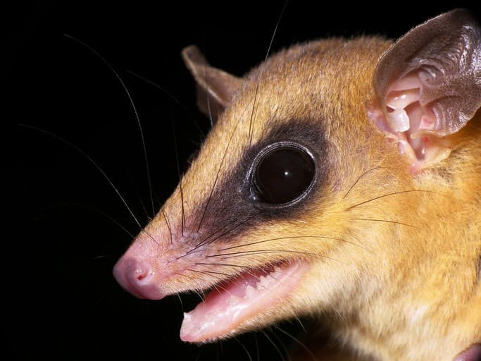 Robinson's Mouse Opossum (Marmosa robinsoni) portrait