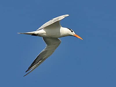 Royal Tern (Thalasseus maximus), Havana, Cuba