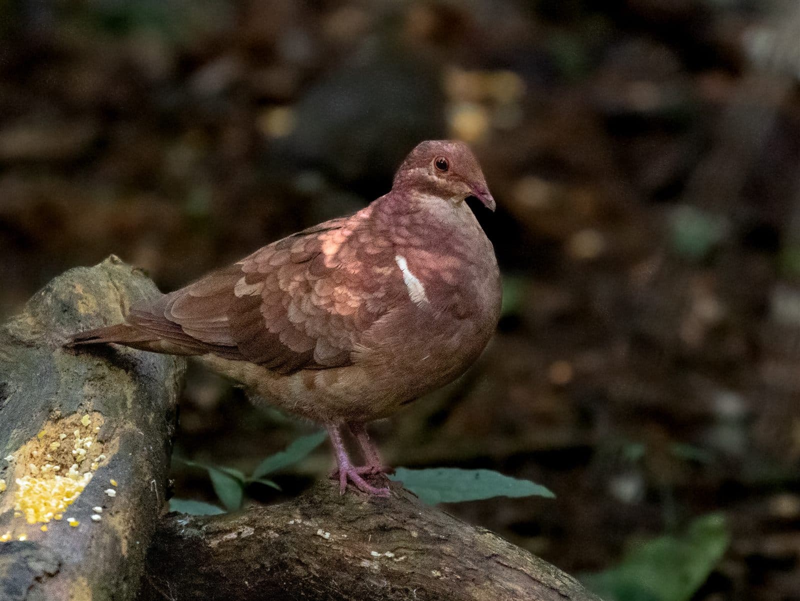 Ruddy Quail-Dove (Geotrygon montana), Tremembé, São Paulo, Brazil