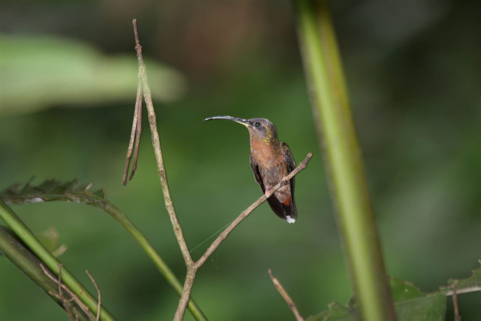 Rufous-breasted Hermit (Glaucis hirsutus), Trinidad