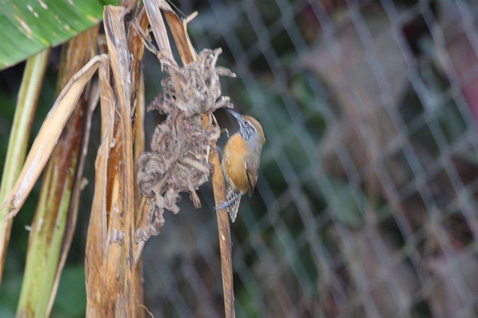 Rufous-breasted Wren (Pheugopedius rutilus) perched on a branch