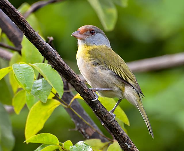 Rufous-browed Peppershrike (Cyclarhis gujanensis), Brazil