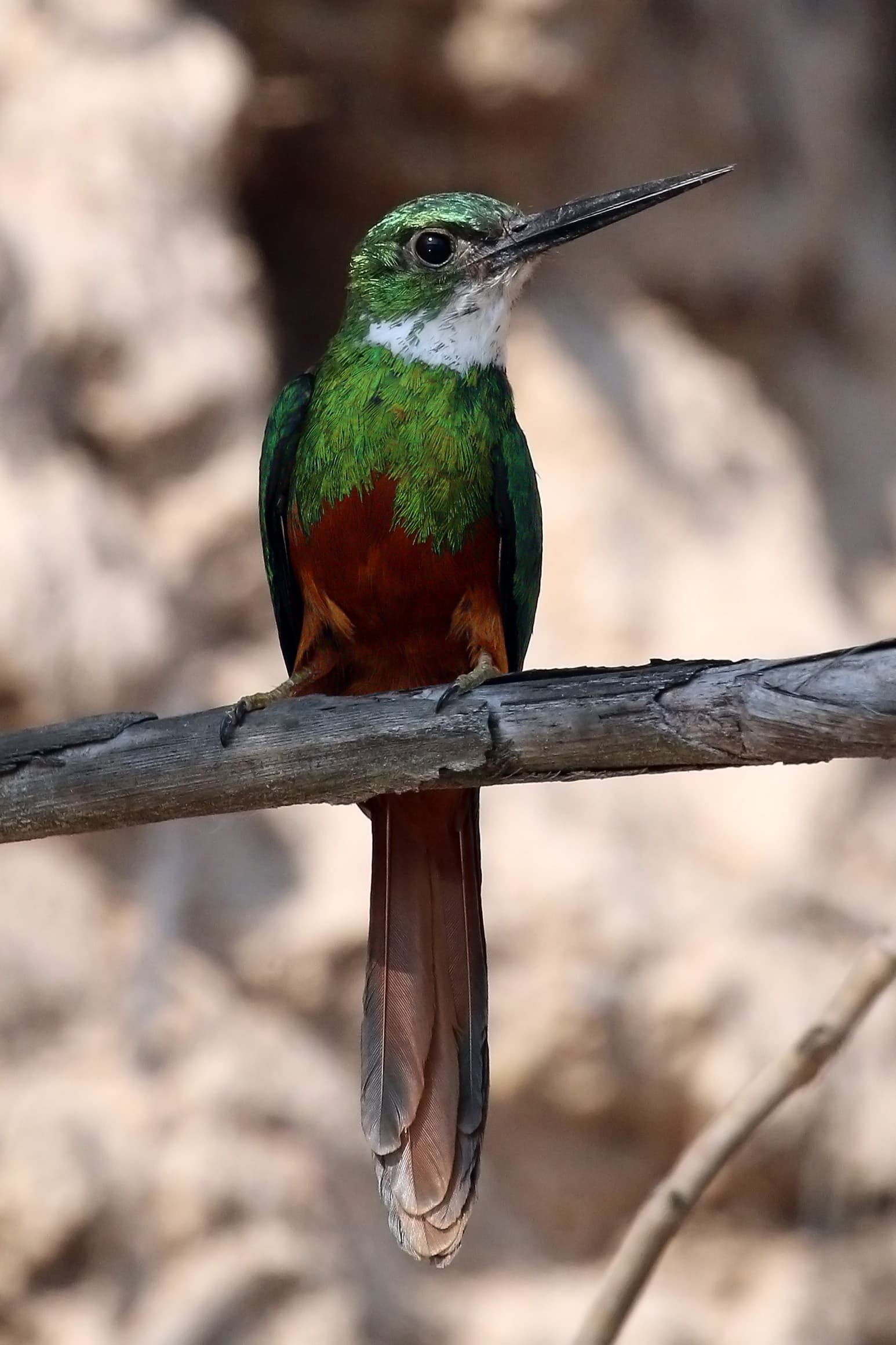 Rufous-tailed Jacamar (Galbula ruficauda) male in the Pantanal, Brazil