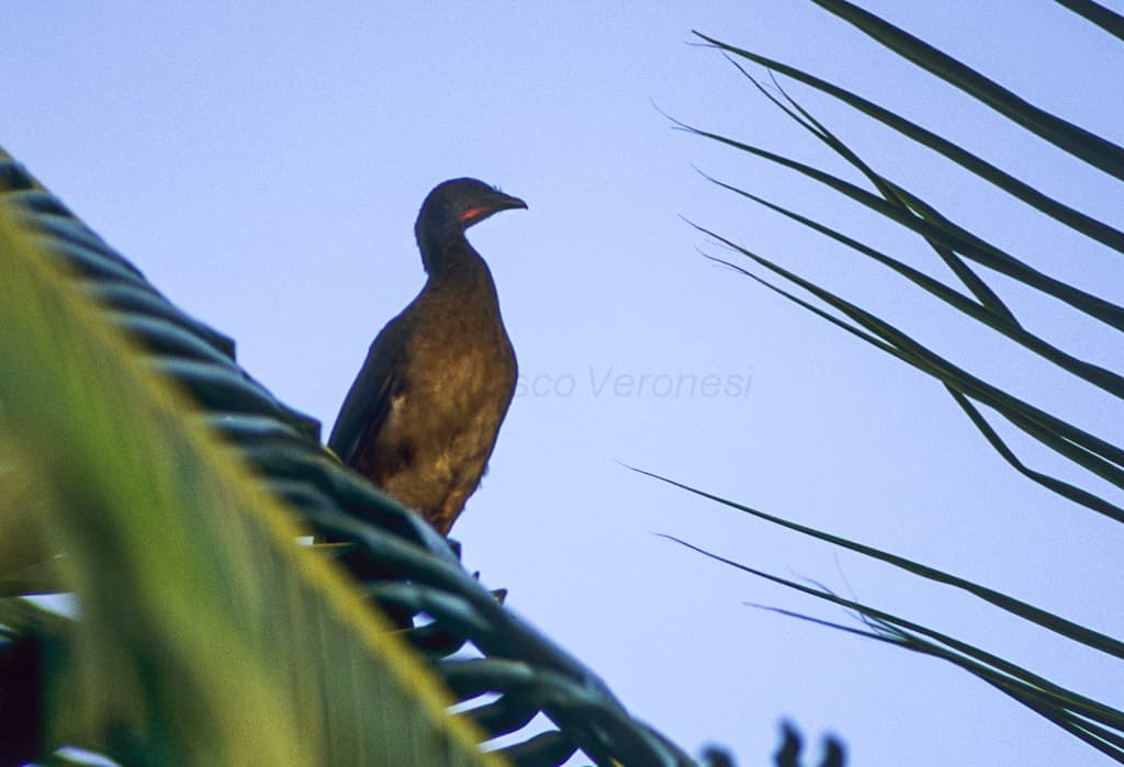Rufous-vented Chachalaca (Cocrico, Ortalis ruficauda) in Trinidad and Tobago