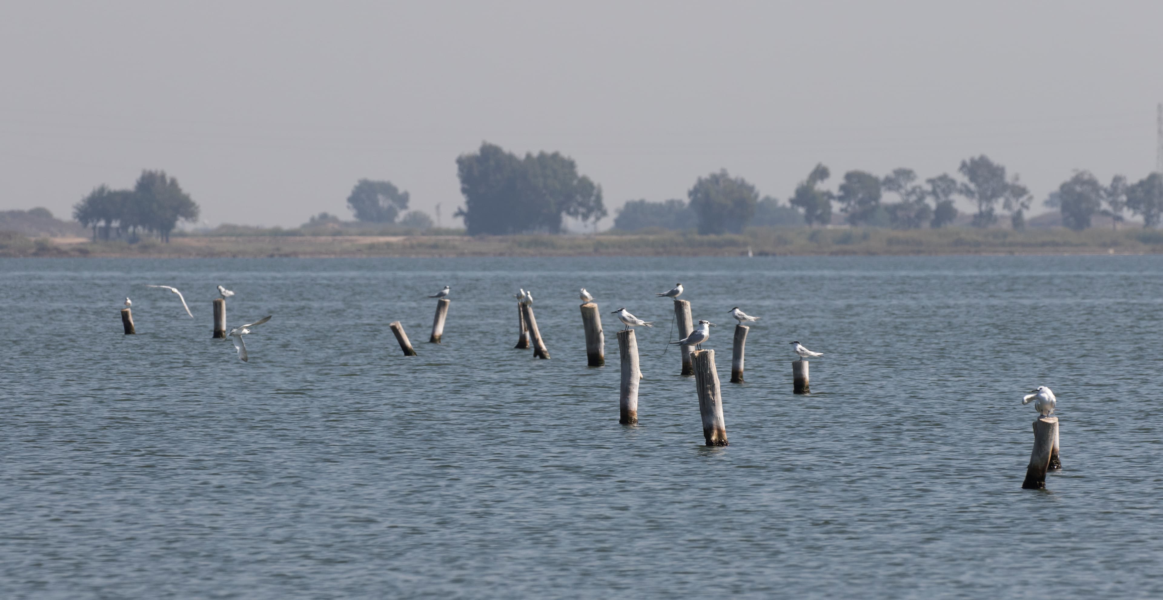 Sandwich Tern (Thalasseus sandvicensis), Tuzla Wild Life Development Area, Turkey