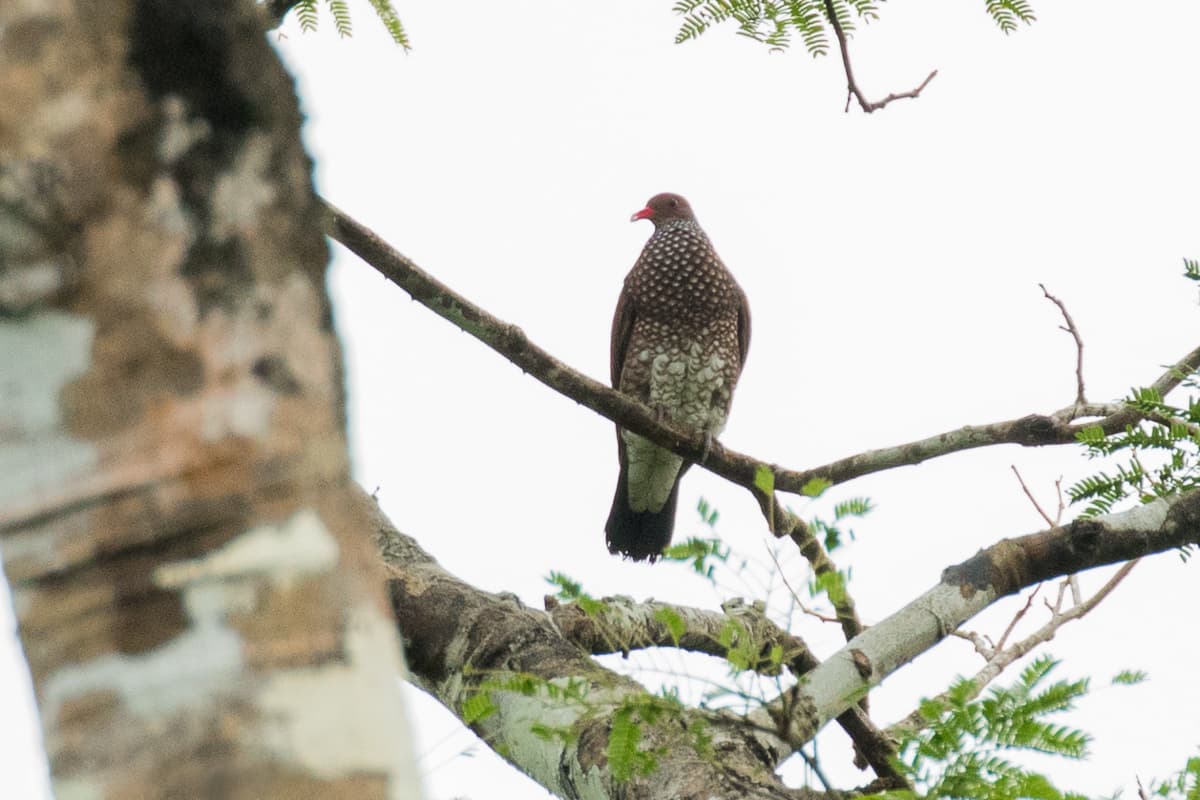 Scaled Pigeon (Patagioenas speciosa), Darien, Panama