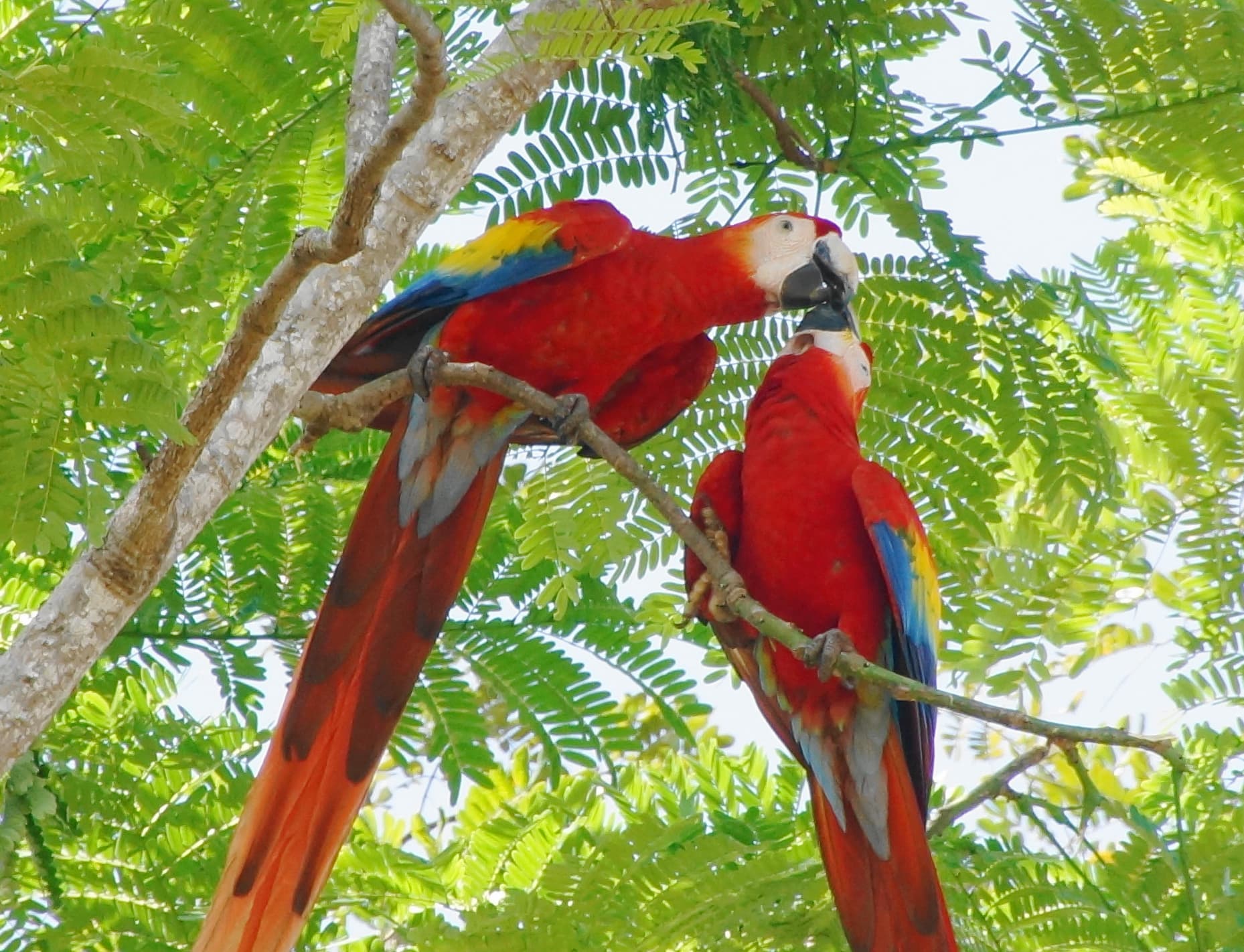 Scarlet Macaw (Ara macao) portrait