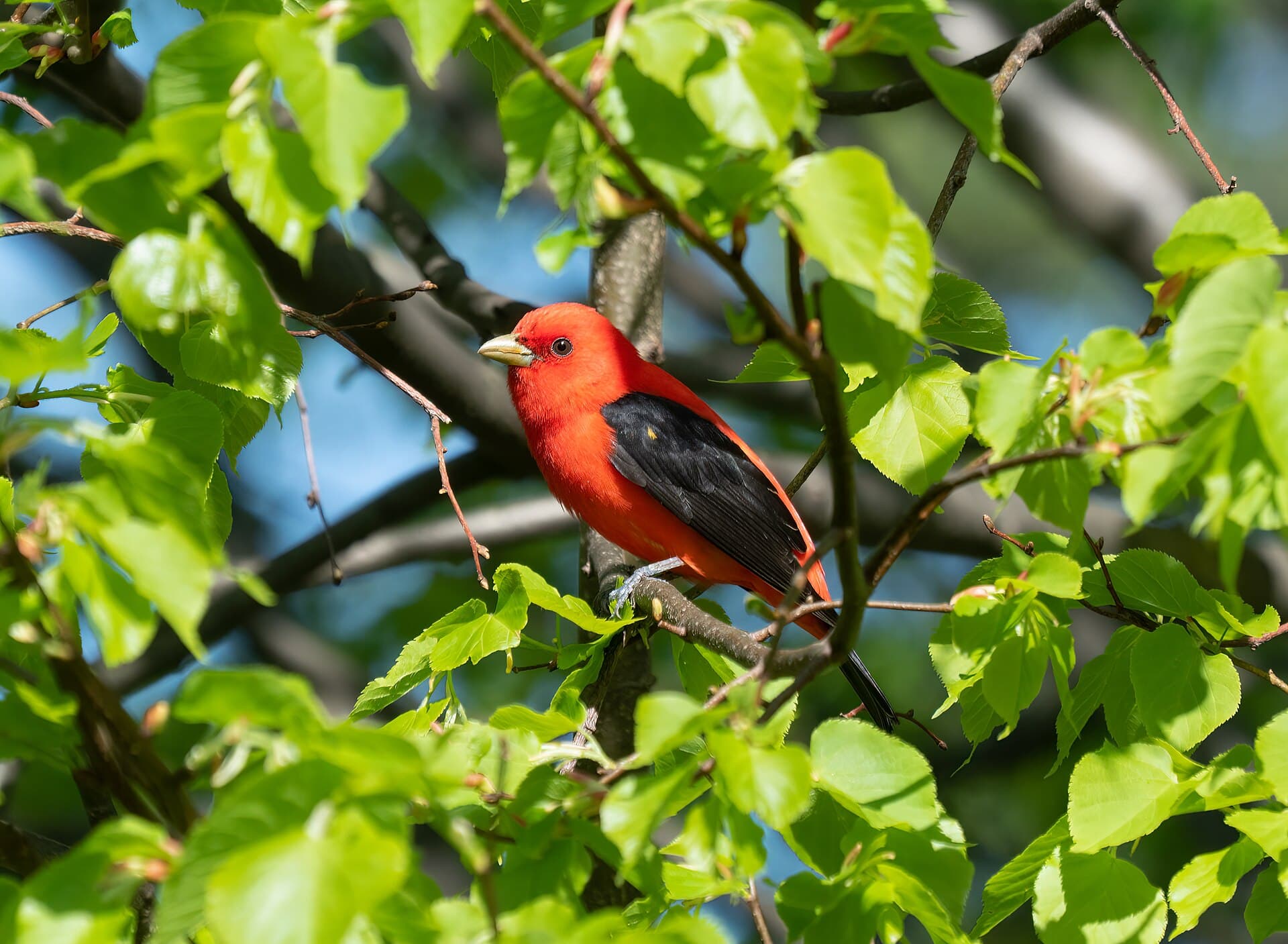 Scarlet Tanager (Piranga olivacea) perched on a branch