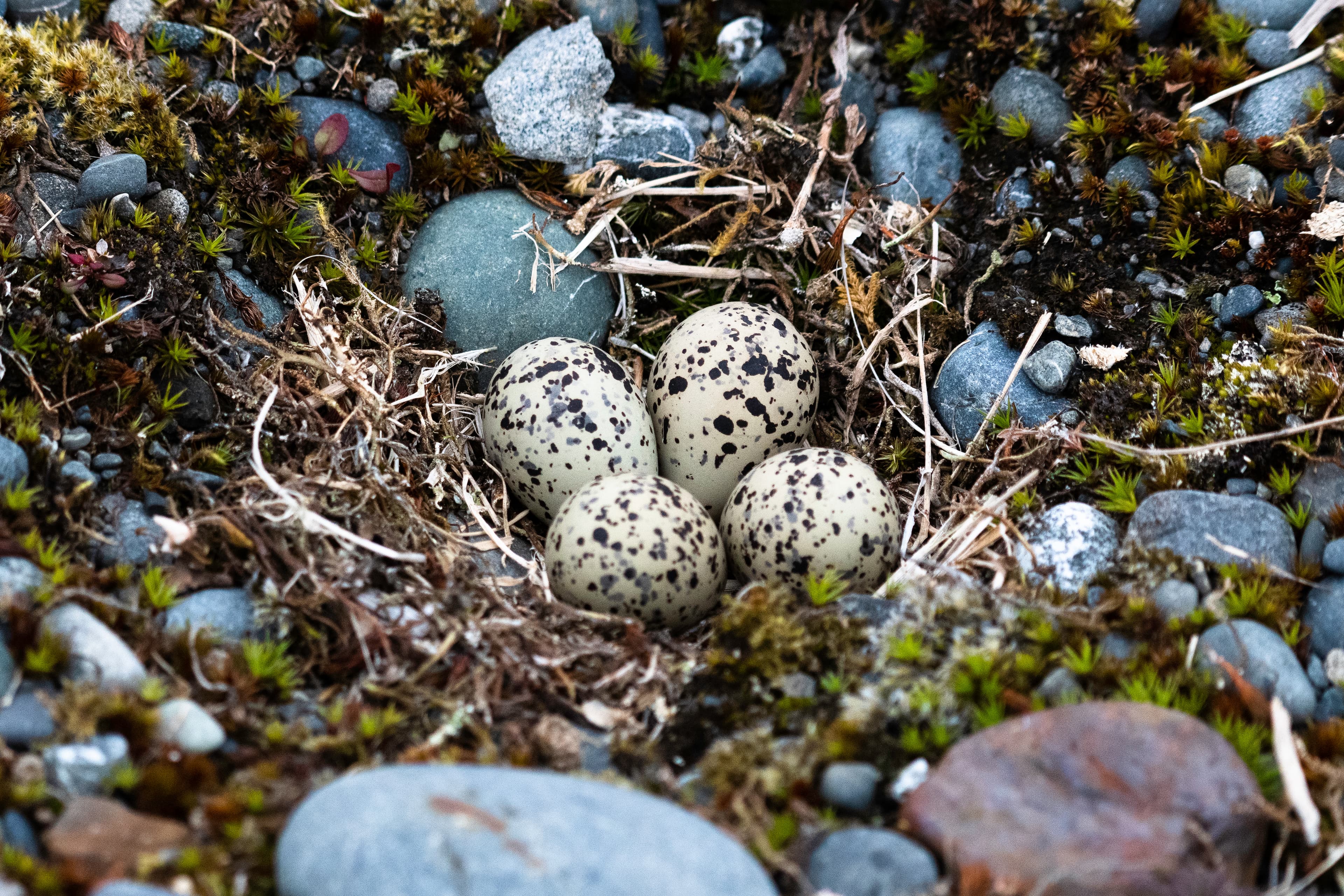 Semipalmated Plover (Charadrius semipalmatus), Middleton Island, Alaska