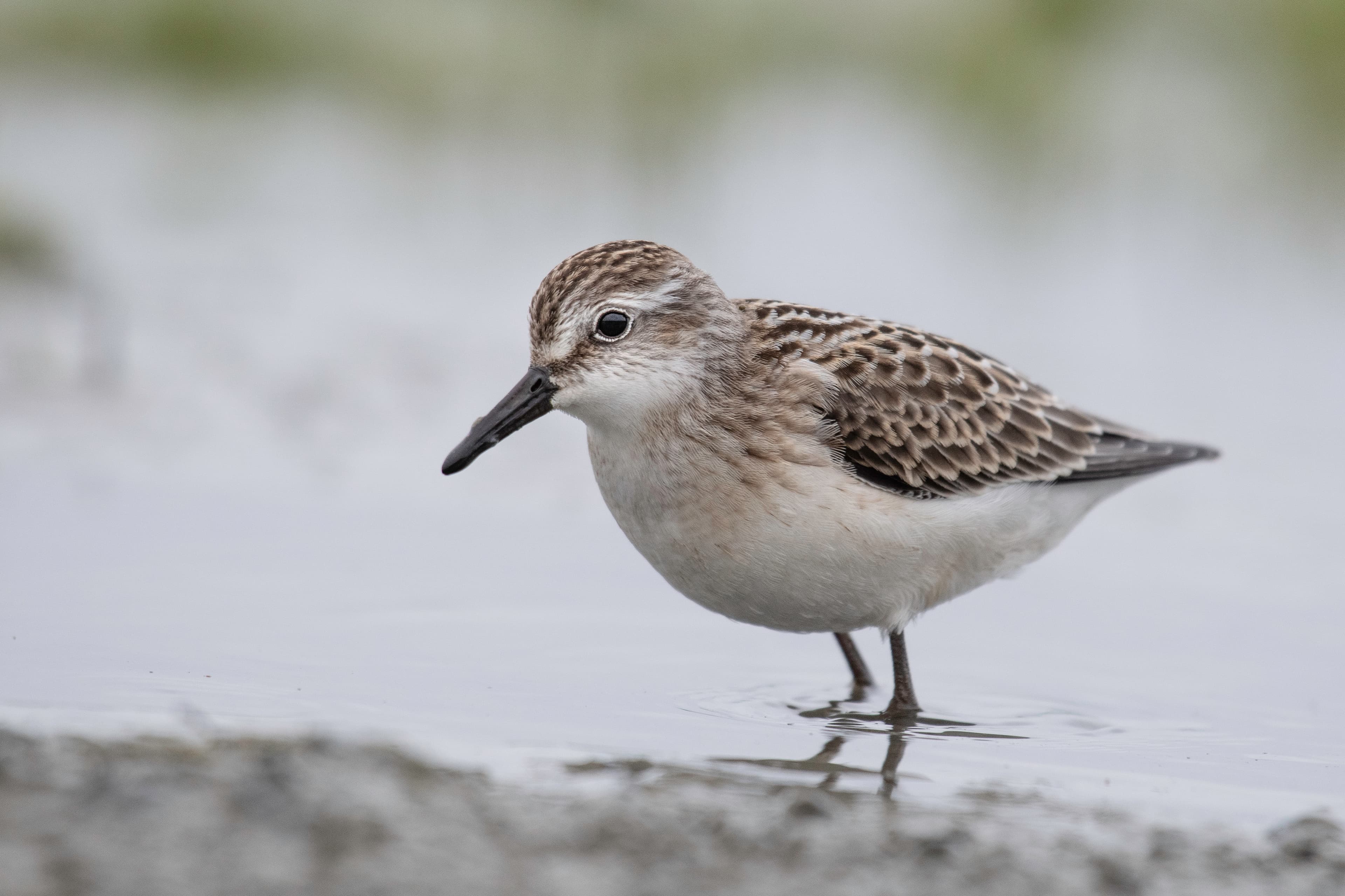 Semipalmated Sandpiper (Calidris pusilla), Middleton Island, Alaska