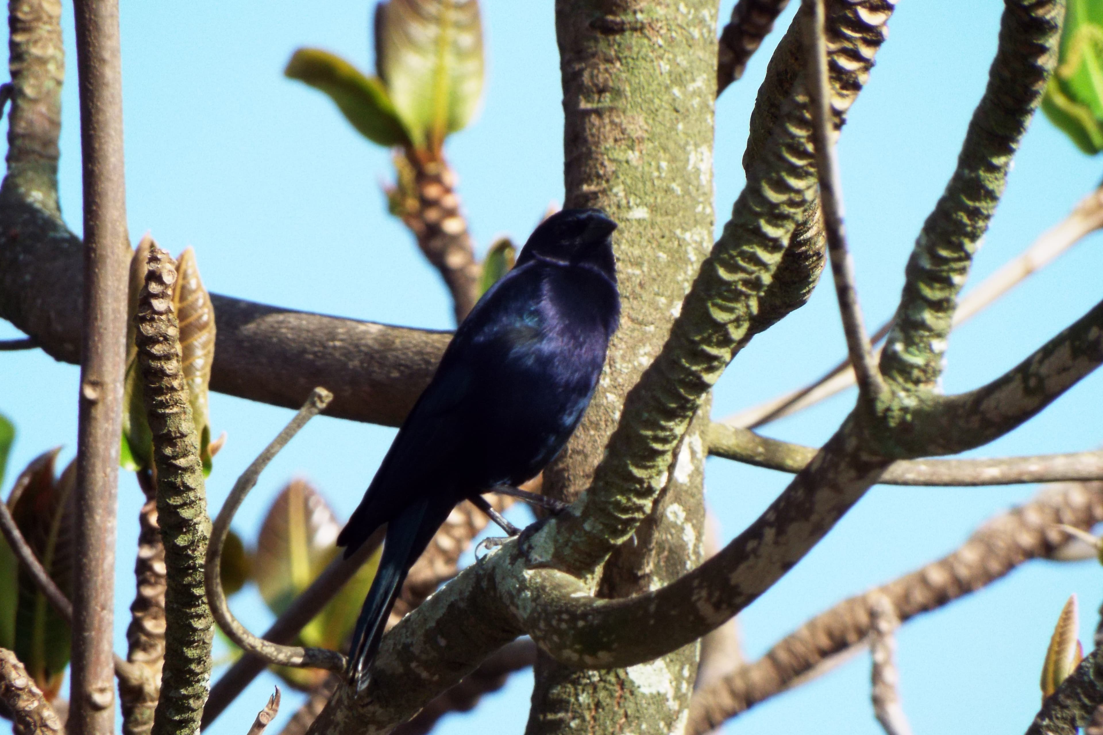 Shiny Cowbird (Molothrus bonariensis), male, Brazil